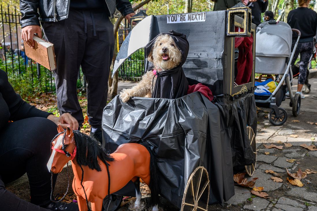 Photos from the 2021 Great PUPkin dog contest in Ft. Greene